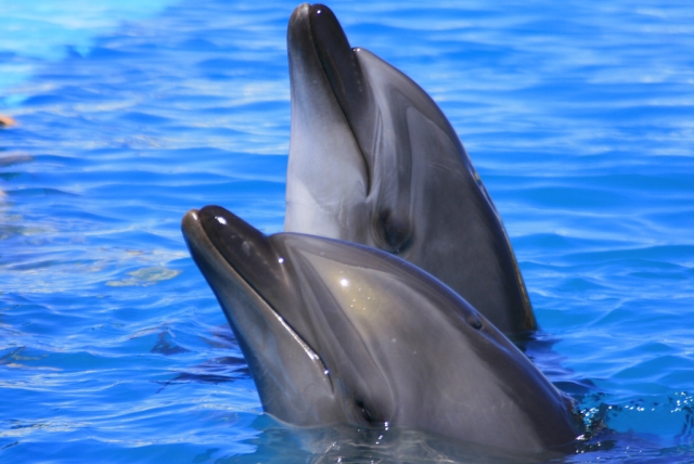 Delfines Unico 